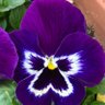 pansy profil fotoğrafı
