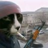Ahmed's profile picture