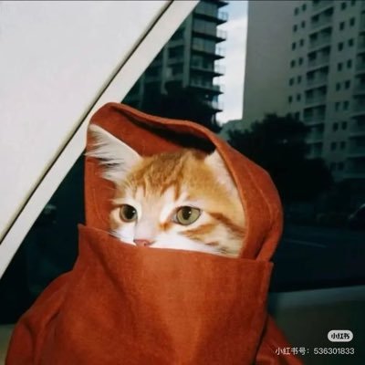 kispuppy0001's profile picture