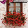 maha naji's profile picture