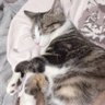 Profilbild von かり