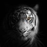 mr liuJJJ++ profil fotoğrafı