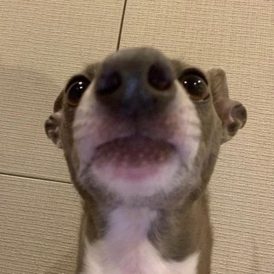 nyongchandesu_'s profile picture
