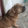 JusticeForAxle's profile picture