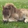 とねっこ 的头像