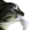 Alejandro Vt's profile picture
