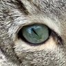 Virginie's profile picture