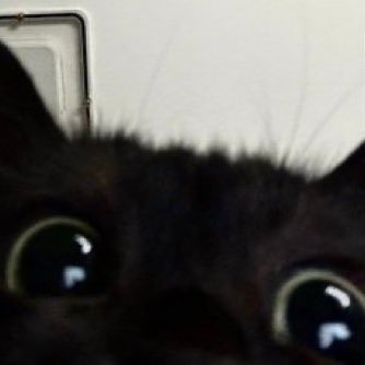 ninedyr's profile picture