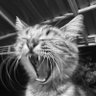 Profilbild von Tuba