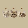 ちゃろこ🐈's profile picture
