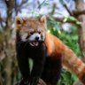 Profilbild von あこち