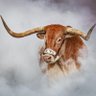 Longhorn Nation 🤘Chiefs Kingdom 🏟️'s profile picture