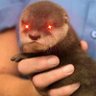 Columbia Otter Club profil fotoğrafı
