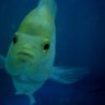 Profilbild von fish.jpg🔞
