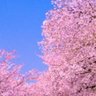 あまの's profile picture