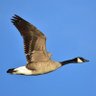 Profilbild von Canada Goose 🇨🇦