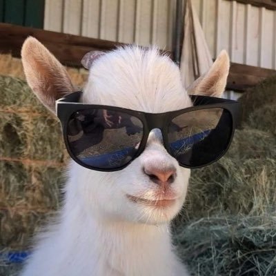 tumpaikorns's profile picture