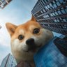crypto code🐶 profil fotoğrafı