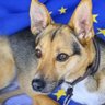  WuesteGobi 🇪🇺🌍🌻 的头像