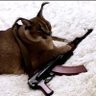 ripatel's profile picture