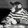Profilbild von crazyrightmeow