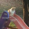 optimist's profile picture