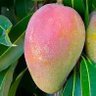 Mango Indio 🥭 profil fotoğrafı