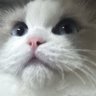 _tinymoow_ 的头像