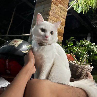 Phatcharap90401's profile picture