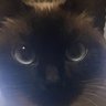 manuel gomes profil fotoğrafı