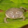 Frog 的头像