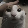 Ding profil fotoğrafı
