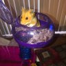 Josh's profile picture