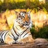 TigerBaitBuffet's profile picture