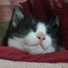 Фото профиля 😺にゃんたろさん