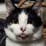 KT3🌾🐾🐈 profil fotoğrafı