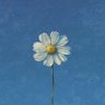 وردة 🌼 profil fotoğrafı