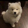 小狗 profil fotoğrafı