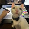 cat 的头像