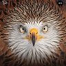 Tired and Exhausted's profile picture