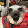 Profilbild von 犬と生活