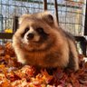 ponpokotanuki's profile picture