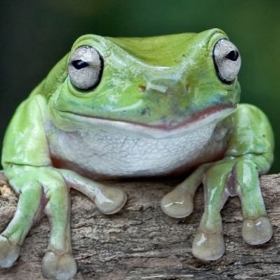 Ribbutt's profile picture