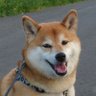 Profilbild von showadegozaru