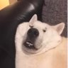 らいどう's profile picture