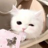 Profilbild von 哦买噶