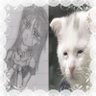 UMBRELLAP3 profil fotoğrafı