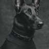 TROOPER profil fotoğrafı