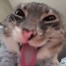 Profilbild von Elden Lord
