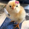 Çağla profil fotoğrafı